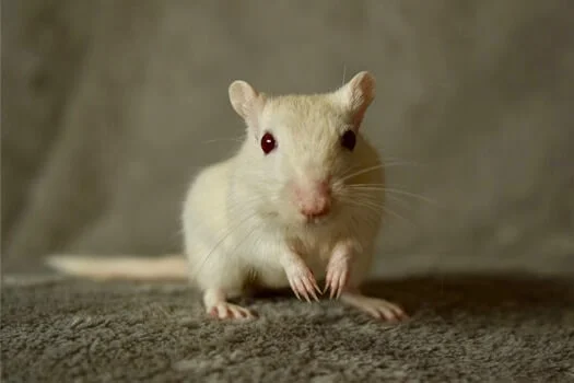 gerbil with red eyes