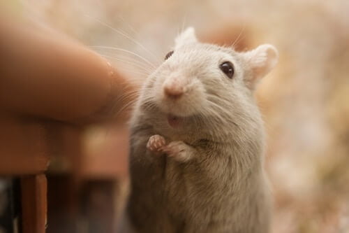 are hamsters bigger than gerbils