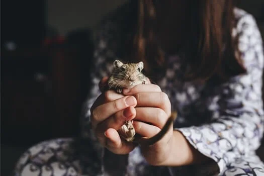 how to hold a gerbil without it biting you