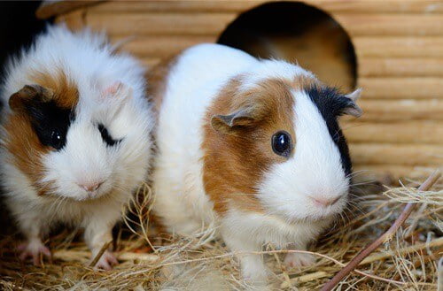 What is the difference between a hamster and a guinea pig