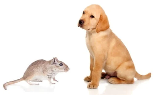 are gerbils OK with dogs?