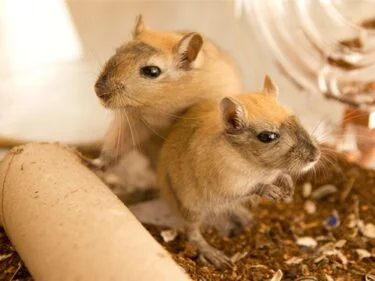can gerbils survive cold weather?