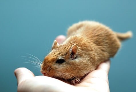 How to Stop a Gerbil Biting (in 7 Easy Steps) — Gerbil Welfare