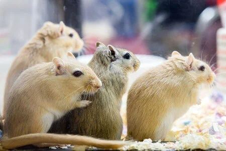 How Do I Know My Gerbil is Pregnant?